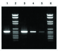 PCR ヌクレオチドミックス solution, sufficient for 500 reactions (11581295001), sufficient for 5,000 reactions (11814362001), sufficient for 2,500 reactions (04638956001)