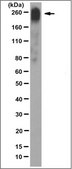 Anti-Aggrecan Antibody, MMP Cleaved, clone AF-28, Ascites Free clone AF-28, from mouse