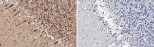 Anti-NeuN Antibody (rabbit) from rabbit, purified by affinity chromatography