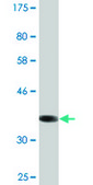 Monoclonal Anti-SLC22A6, (C-terminal) antibody produced in mouse clone 1F2, purified immunoglobulin, buffered aqueous solution