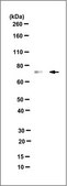 Anti-Annexin VI Antibody, clone 4B11.1 clone 4B11.1, from mouse