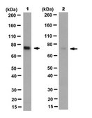 Anti-Prelamin-A Antibody, clone 7G11 clone 7G11, from rat