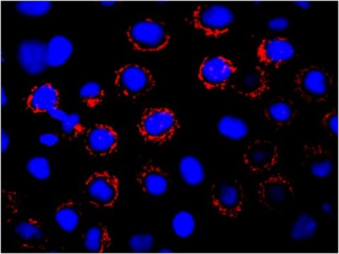 Anti-BCRP1 Antibody, clone 5D3, Cy3 conjugate clone 5D3, from mouse, CY3 conjugate