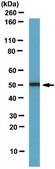 Anti-FOXP3 Antibody serum, from rabbit
