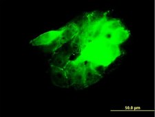 Monoclonal Anti-CDC42BPB antibody produced in mouse clone 2F4, purified immunoglobulin, buffered aqueous solution