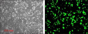 Escort™ IV Transfection Reagent Lipid reagent for transient and stable transfection of mammalian and insect cells.