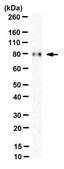Anti-LRP1 Antibody, 85 kDa subunit Antibody, clone 6F8 clone 6F8, from mouse
