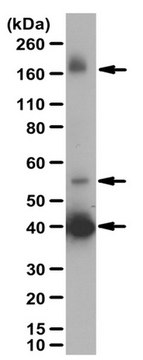 Anti-pan Neurexin-1 Antibody from rabbit, purified by affinity chromatography