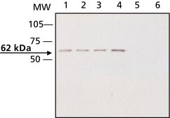 抗CRMP2 ウサギ宿主抗体 ~1.0 mg/mL, affinity isolated antibody, buffered aqueous solution