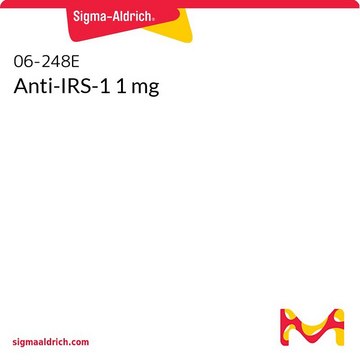Anti-IRS-1 1 mg