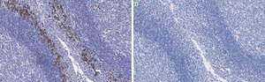 Anti-β-Tubulin Antibody, clone 1C9 ZooMAb® Rabbit Monoclonal recombinant, expressed in HEK 293 cells