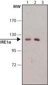 Anti-IRE1α antibody produced in rabbit ~1 mg/mL, affinity isolated antibody, buffered aqueous solution