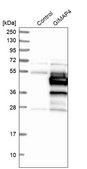 Anti-GIMAP4 antibody produced in rabbit Prestige Antibodies® Powered by Atlas Antibodies, affinity isolated antibody, buffered aqueous glycerol solution, Ab1