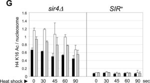 Anti-acetyl-Histone H4 (Lys16) Antibody Upstate®, from rabbit
