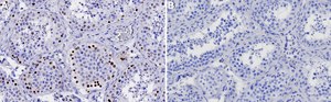 Anti-Cyclin T1 Antibody, clone 2L20 ZooMAb® Rabbit Monoclonal recombinant, expressed in HEK 293 cells