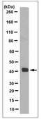 Anti-CREB Antibody, clone LB9, Ascites Free clone LB9, from mouse
