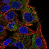 Anti-INPP5D antibody produced in rabbit Prestige Antibodies® Powered by Atlas Antibodies, affinity isolated antibody, buffered aqueous glycerol solution