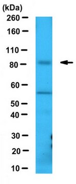 Anti-Sec23A Antibody from rabbit, purified by affinity chromatography