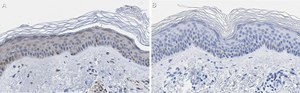 Anti-BMP-7 Antibody, clone 2D15 ZooMAb® Rabbit Monoclonal recombinant, expressed in HEK 293 cells