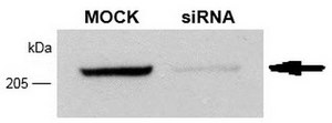 Anti-RME-8 from rabbit, purified by affinity chromatography
