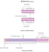Activin A human recombinant, expressed in HEK 293 cells, HumanKine®, suitable for cell culture