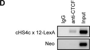 Anti-LexA Antibody, DNA-binding region Upstate®, from rabbit