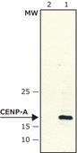 Anti-CENP-A antibody produced in rabbit ~2 mg/mL, affinity isolated antibody, buffered aqueous solution
