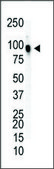 Anti-EphA8 (C-term) antibody produced in rabbit IgG fraction of antiserum, buffered aqueous solution