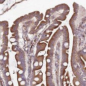Anti-ARL6IP1 antibody produced in rabbit Prestige Antibodies® Powered by Atlas Antibodies, affinity isolated antibody, buffered aqueous glycerol solution