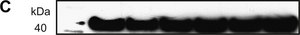 Monoclonal Anti-β-Actin antibody produced in mouse clone AC-74, ascites fluid