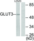 Anti-GLUT3, C-Terminal antibody produced in rabbit affinity isolated antibody