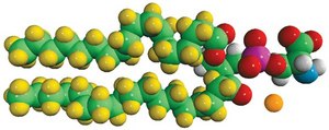 18:0 PS-d70 Avanti Research™ - A Croda Brand 860402P, powder