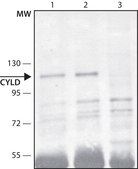Anti-CYLD antibody produced in rabbit ~1.0 mg/mL, affinity isolated antibody, buffered aqueous solution
