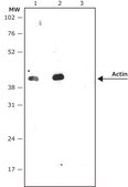 Anti-Rabbit IgG (γ-chain specific)–Peroxidase antibody, Mouse monoclonal clone RG-96, purified from hybridoma cell culture
