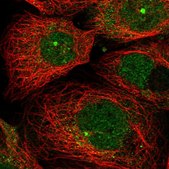 Anti-ZNF280D antibody produced in rabbit Prestige Antibodies® Powered by Atlas Antibodies, affinity isolated antibody, buffered aqueous glycerol solution