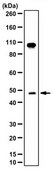 Anti-FFAR2 Antibody/GPR43 from rabbit, purified by affinity chromatography