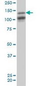 Monoclonal Anti-MAGI1 antibody produced in mouse clone 7B4, purified immunoglobulin, buffered aqueous solution