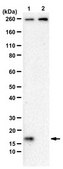 抗ヒストンH3抗体、K36M変異 from rabbit, purified by affinity chromatography