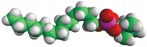 MAPCHO™-14 n-tetradecylphosphocholine, powder
