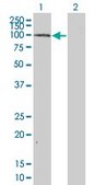 Monoclonal Anti-MAP4K5 antibody produced in mouse clone 3H3, purified immunoglobulin, buffered aqueous solution