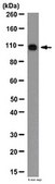 Anti-ECT2 Antibody from rabbit, purified by affinity chromatography
