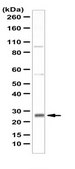 Anti-VAMP-7 Antibody from rabbit, purified by affinity chromatography