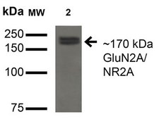 Monoclonal Anti-Amigo-1 antibody produced in mouse clone S86-36, purified immunoglobulin