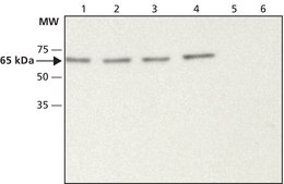 抗ABI1 ウサギ宿主抗体 ~1.5 mg/mL, affinity isolated antibody, buffered aqueous solution