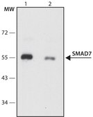 Anti-SMAD7 antibody produced in rabbit ~1.0 mg/mL, affinity isolated antibody