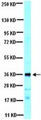 Anti-IκBα Antibody serum, from rabbit