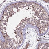 Anti-GAS8 antibody produced in rabbit affinity isolated antibody, buffered aqueous glycerol solution