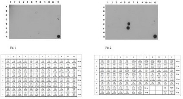 Anti-dimethyl Histone H4 Antibody (Arg17) from rabbit, purified by affinity chromatography