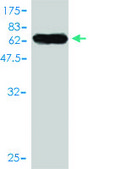 Monoclonal Anti-JAM2 antibody produced in mouse clone 1G4, purified immunoglobulin, buffered aqueous solution