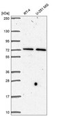 Anti-Stam Antibody Produced In Rabbit Prestige Antibodies® Powered by Atlas Antibodies, affinity isolated antibody, buffered aqueous glycerol solution